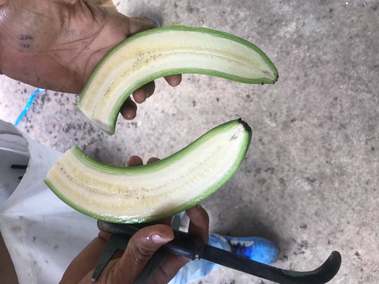 Reybanpac