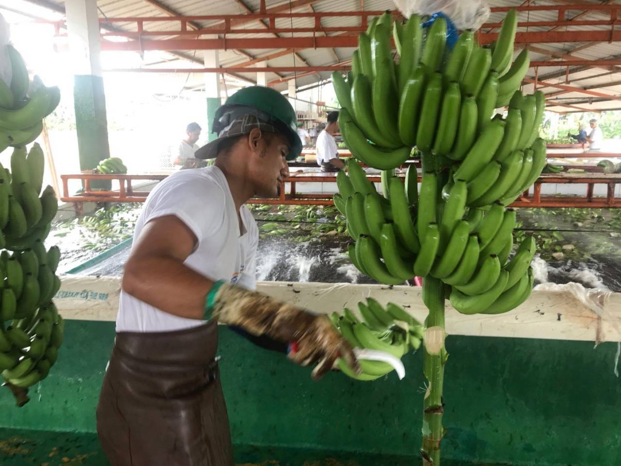 Verrckt nach Bananen aus Ecuador - Hapag-Lloyd