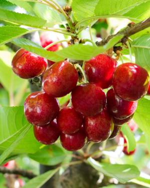 AdobeStock_Cherries.jpeg