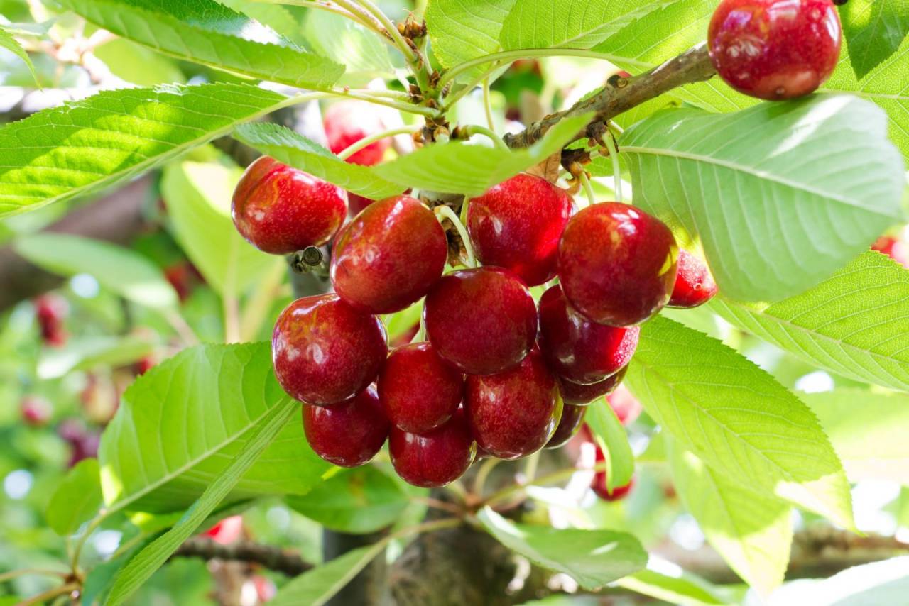 AdobeStock Cherries