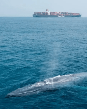 Whale_Protection.png