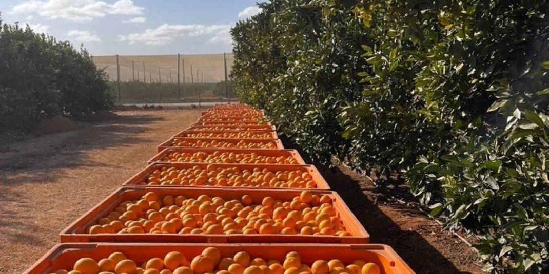 Oranges.jpg