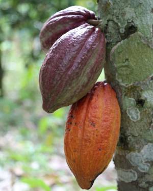 Cacao-Kachel.JPG