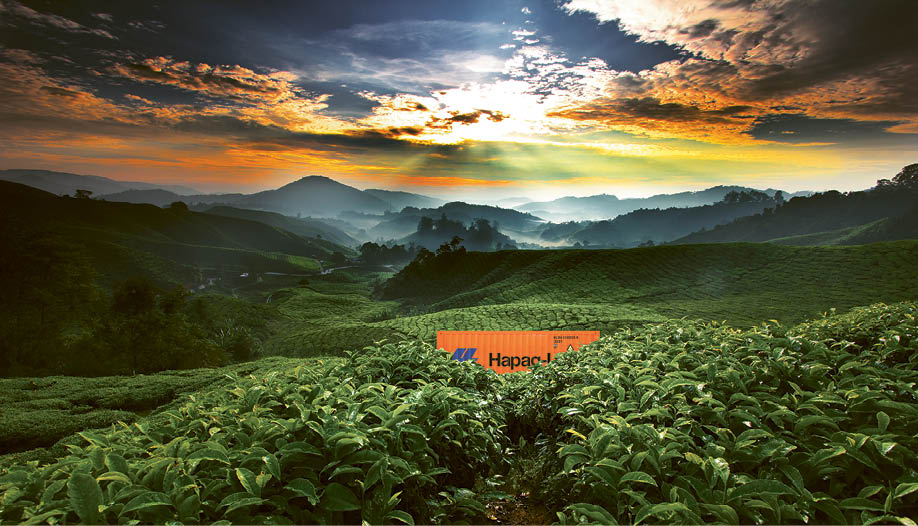 Sun shining over tea garden; Shutterstock ID 310373819; PO: 13780; Job: Cynthia Kehoe Konzernkommunikation; Client: Cynthia Kehoe; Other: cs
