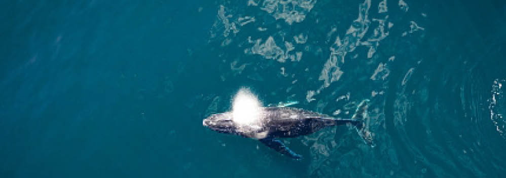 A top down drone shot of a beautiful and big Humpback Whale migrating off the coast of south east Queensland 