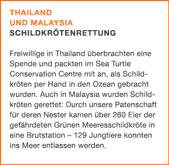 Thailand und Malaysia Schildkr tenrettung Freiwillige in Thailand berbrachten eine Spende und packten im Sea Turtle ...
