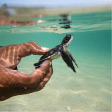 Sea turtle hatch-lings being released to sea by Thai Royal Navy volunteer program. Sattahip, Thailand; Shutterstock ID 445264117; purchase_order: -; job: -; client: -; other: -